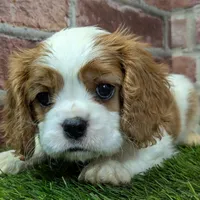 Max AKC registration, a male Cavalier King Charles Spaniel for sale in Clark, MO – Photo 3 of 10