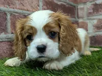Max AKC registration, a male Cavalier King Charles Spaniel for sale in Clark, MO – Photo 3 of 10