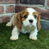 Max AKC registration, a male Cavalier King Charles Spaniel for sale in Clark, MO – Photo 10 of 10