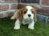 Max AKC registration, a male Cavalier King Charles Spaniel for sale in Clark, MO – Photo 10 of 10