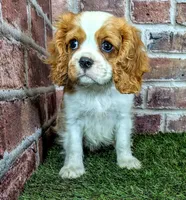 Jake, a male Cavalier King Charles Spaniel for sale in Clark, MO – 5 of 10