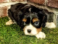 Hank AKC registration , a male Cavalier King Charles Spaniel for sale in Clark, MO – 6 of 8