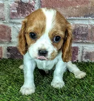 Rocky , a male Cavalier King Charles Spaniel for sale in Clark, MO – 2 of 10