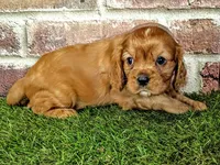 Rocco , a male Cavalier King Charles Spaniel for sale in Clark, MO – 5 of 10