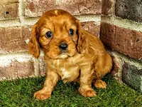 Rocco , a male Cavalier King Charles Spaniel for sale in Clark, MO – 6 of 10