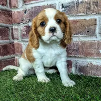 Penny , a female Cavalier King Charles Spaniel for sale in Clark, MO – 7 of 10