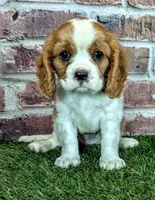 Penny , a female Cavalier King Charles Spaniel for sale in Clark, MO – 4 of 10