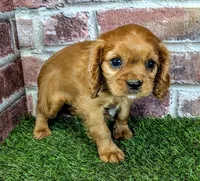 Rose, a female Cavalier King Charles Spaniel for sale in Clark, MO – 10 of 10