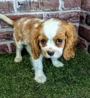 Jake, a male Cavalier King Charles Spaniel for sale in Clark, MO – 2 of 10