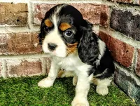 Trixie , a female Cavalier King Charles Spaniel for sale in Clark, MO – Photo 5 of 10
