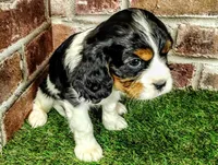 Trixie , a female Cavalier King Charles Spaniel for sale in Clark, MO – Photo 4 of 10