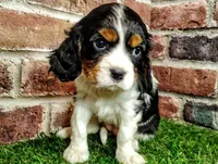 Trixie , a female Cavalier King Charles Spaniel for sale in Clark, MO – Photo 8 of 10