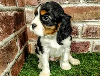 Trixie , a female Cavalier King Charles Spaniel for sale in Clark, MO – Photo 9 of 10