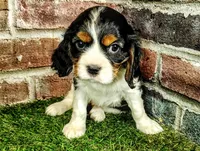 Trixie , a female Cavalier King Charles Spaniel for sale in Clark, MO – Photo 2 of 10