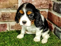 Trixie , a female Cavalier King Charles Spaniel for sale in Clark, MO – Photo 6 of 10