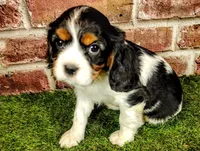 Trixie , a female Cavalier King Charles Spaniel for sale in Clark, MO – Photo 10 of 10