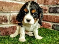 Trixie , a female Cavalier King Charles Spaniel for sale in Clark, MO – Photo 7 of 10
