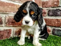 Trixie , a female Cavalier King Charles Spaniel for sale in Clark, MO – Photo 3 of 10
