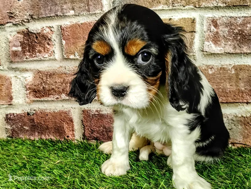 Trixie  – Cavalier King Charles Spaniel puppy for sale in Clark, MO
