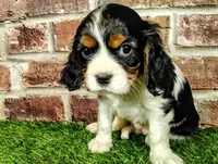 Trixie , a female Cavalier King Charles Spaniel for sale in Clark, MO – Photo 1 of 10