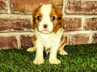 Milo, a male Cavalier King Charles Spaniel for sale in Clark, MO – 3 of 7