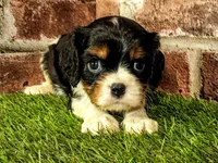 Hank AKC registration , a male Cavalier King Charles Spaniel for sale in Clark, MO – 7 of 8