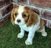 Penny , a female Cavalier King Charles Spaniel for sale in Clark, MO – 5 of 10