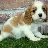 Lily AKC registration, a female Cavalier King Charles Spaniel for sale in Clark, MO – Photo 2 of 10