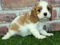 Lily AKC registration, a female Cavalier King Charles Spaniel for sale in Clark, MO – Photo 2 of 10
