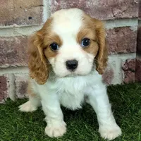 Lily AKC registration, a female Cavalier King Charles Spaniel for sale in Clark, MO – Photo 5 of 10
