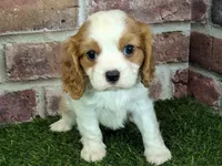 Lily AKC registration, a female Cavalier King Charles Spaniel for sale in Clark, MO – Photo 5 of 10