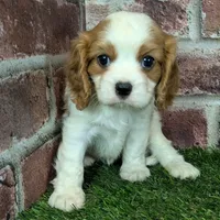 Lily AKC registration, a female Cavalier King Charles Spaniel for sale in Clark, MO – Photo 7 of 10
