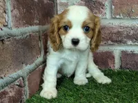 Lily AKC registration, a female Cavalier King Charles Spaniel for sale in Clark, MO – Photo 7 of 10
