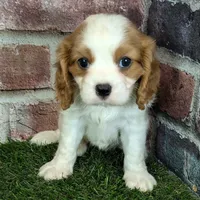 Lily AKC registration, a female Cavalier King Charles Spaniel for sale in Clark, MO – Photo 9 of 10