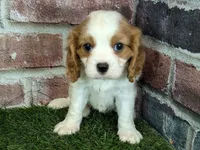 Lily AKC registration, a female Cavalier King Charles Spaniel for sale in Clark, MO – Photo 9 of 10