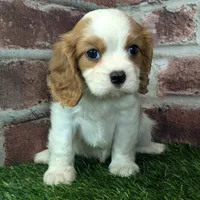 Lily AKC registration, a female Cavalier King Charles Spaniel for sale in Clark, MO – Photo 1 of 10