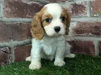 Lily AKC registration, a female Cavalier King Charles Spaniel for sale in Clark, MO – Photo 1 of 10