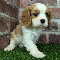 Lily AKC registration, a female Cavalier King Charles Spaniel for sale in Clark, MO – Photo 6 of 10