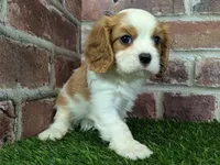 Lily AKC registration, a female Cavalier King Charles Spaniel for sale in Clark, MO – Photo 6 of 10