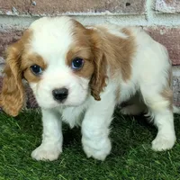 Lily AKC registration, a female Cavalier King Charles Spaniel for sale in Clark, MO – Photo 4 of 10