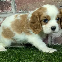 Lily AKC registration, a female Cavalier King Charles Spaniel for sale in Clark, MO – Photo 3 of 10