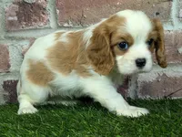 Lily AKC registration, a female Cavalier King Charles Spaniel for sale in Clark, MO – Photo 3 of 10