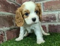 Lily AKC registration, a female Cavalier King Charles Spaniel for sale in Clark, MO – Photo 8 of 10
