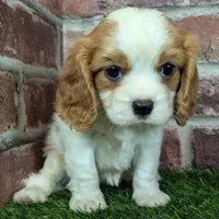 Lily AKC registration, a female Cavalier King Charles Spaniel for sale in Clark, MO – Photo 10 of 10