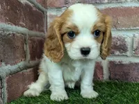 Lily AKC registration, a female Cavalier King Charles Spaniel for sale in Clark, MO – Photo 10 of 10