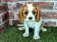 Penny , a female Cavalier King Charles Spaniel for sale in Clark, MO – 3 of 10