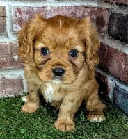 Rusty AKC registration , a male Cavalier King Charles Spaniel for sale in Clark, MO – 2 of 10