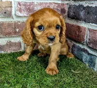 Rose, a female Cavalier King Charles Spaniel for sale in Clark, MO – 3 of 10