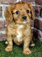 Rusty AKC registration , a male Cavalier King Charles Spaniel for sale in Clark, MO – 9 of 10