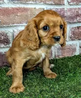 Anna, a female Cavalier King Charles Spaniel for sale in Clark, MO – 2 of 9